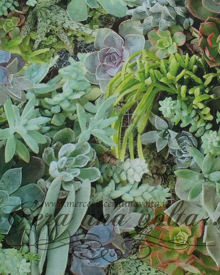 cm 70 x 50 Scampolo Tessuto Succulent Garden